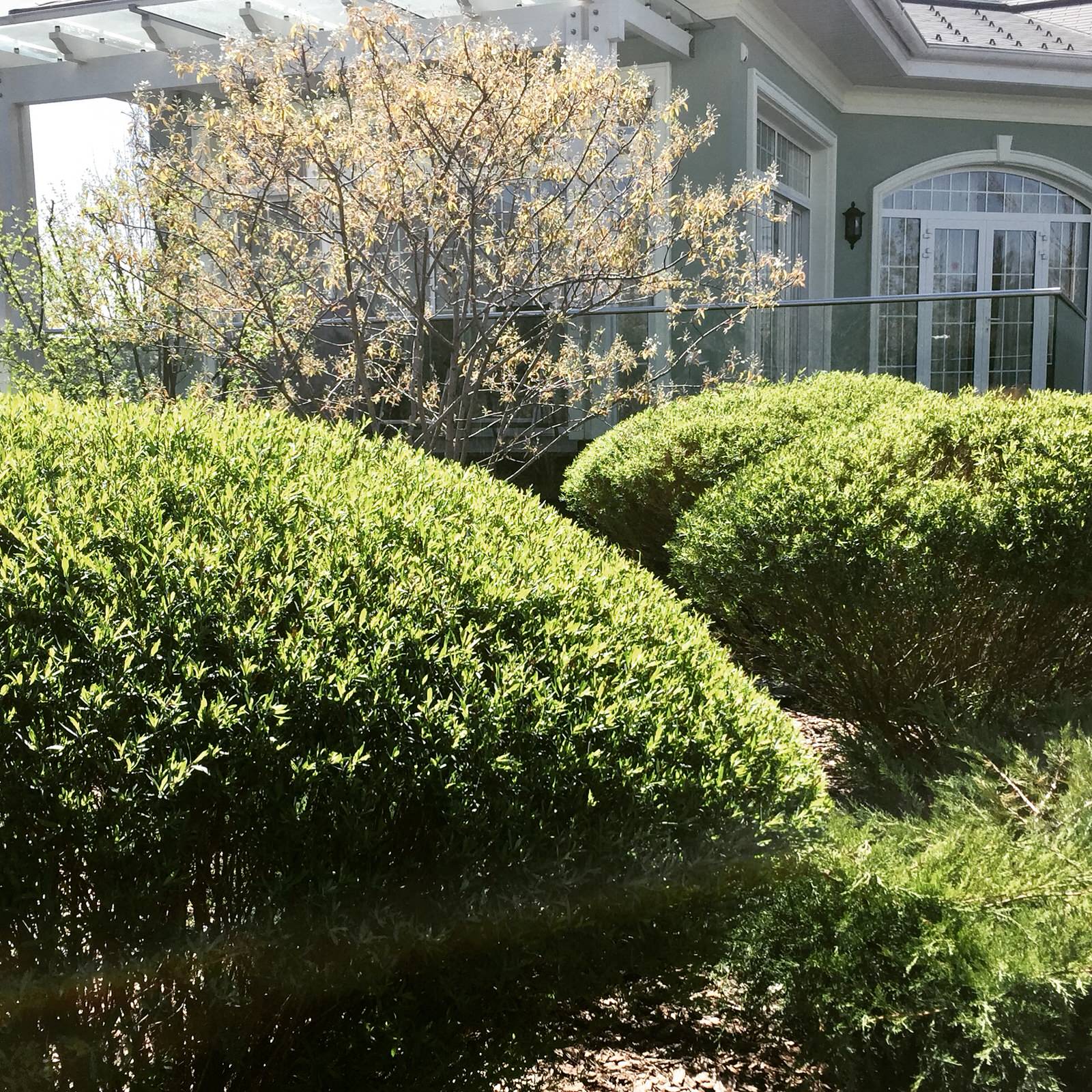 Холодное лето 2017 (сад "Игра в лабиринт")