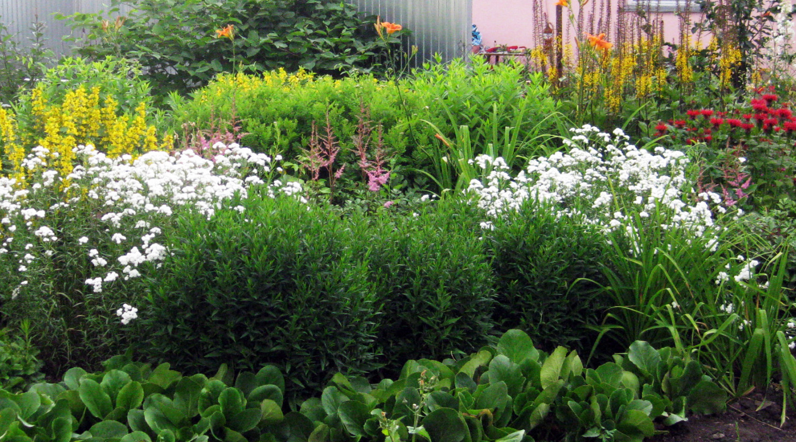 Обложка проекта: Цветник из многолетников