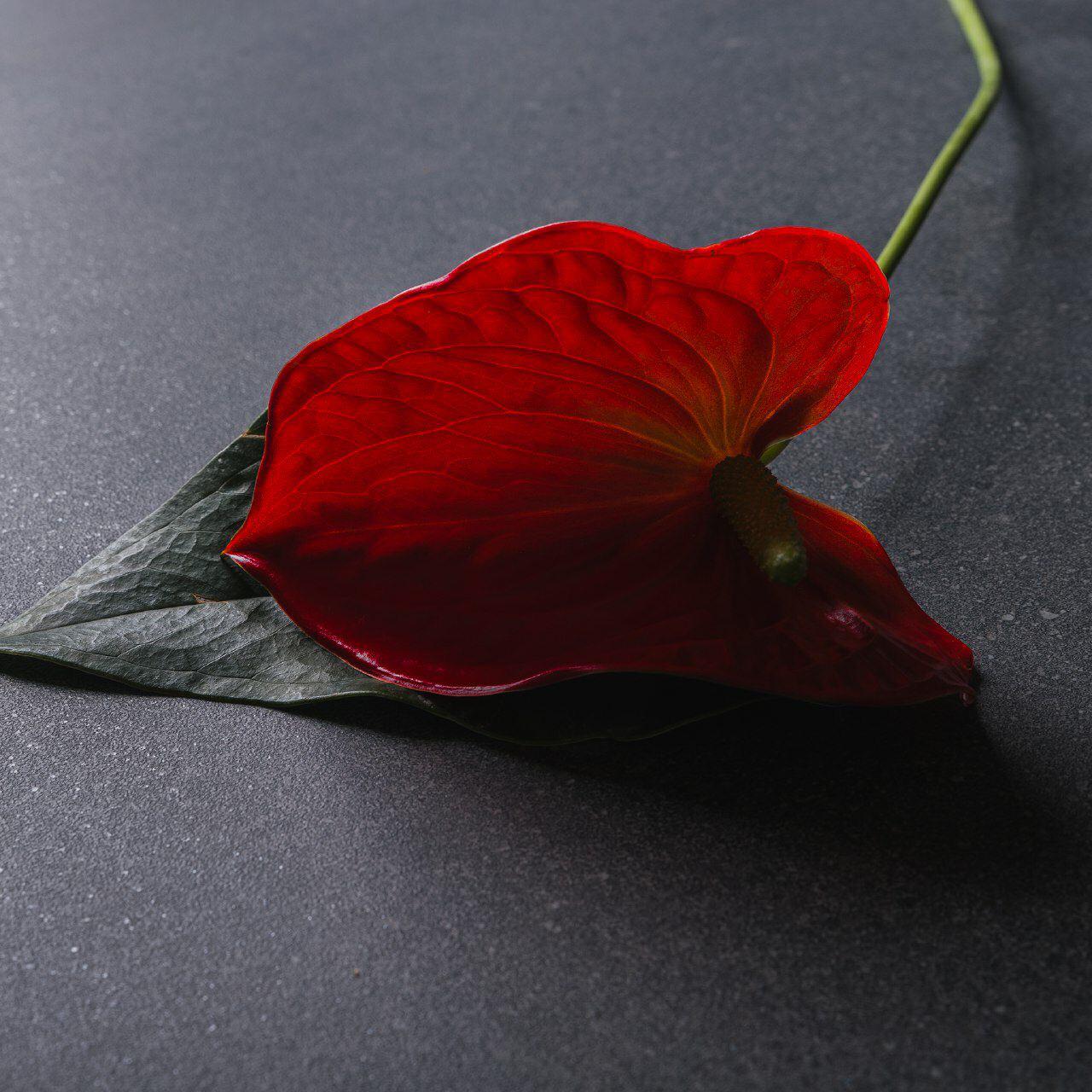 Обложка проекта: ЖЕЛЕЗНЫЙ ХАРАКТЕР- коллекция IRON от MAXFINE