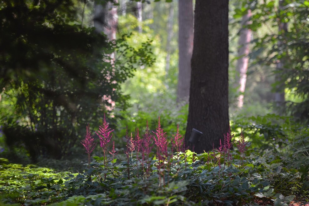 Лесная Рапсодия
