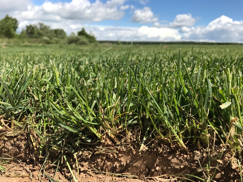 Обложка проекта: Стандартный газон 2017 года