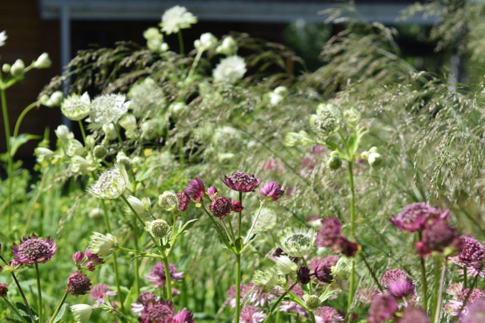 "Лесная сказка"