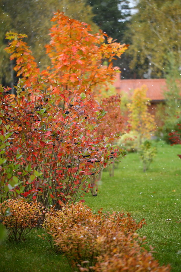 Сад в Вельяминово