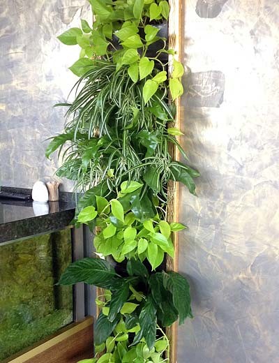 Фитодизайн интерьера