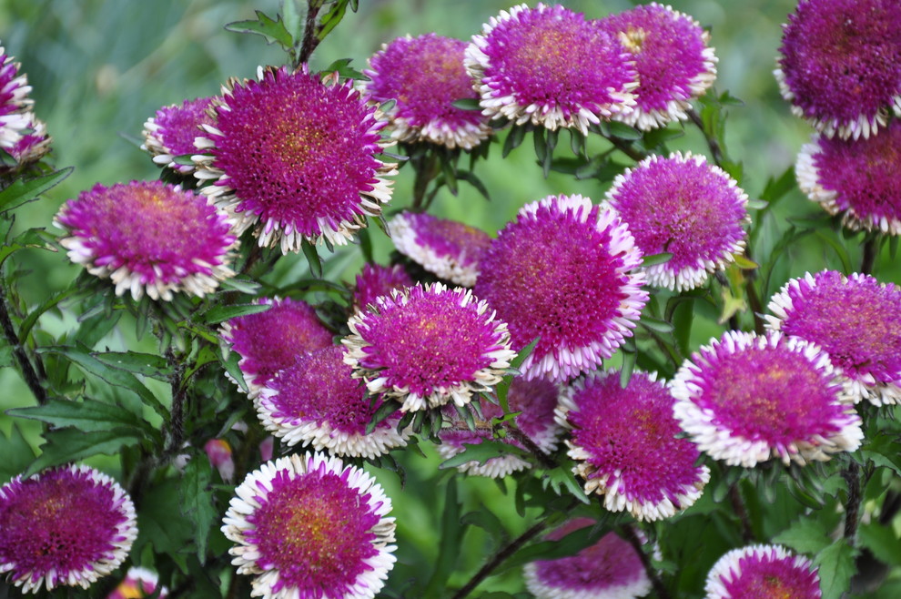 д. Косово - Уход за садом - 100% качество