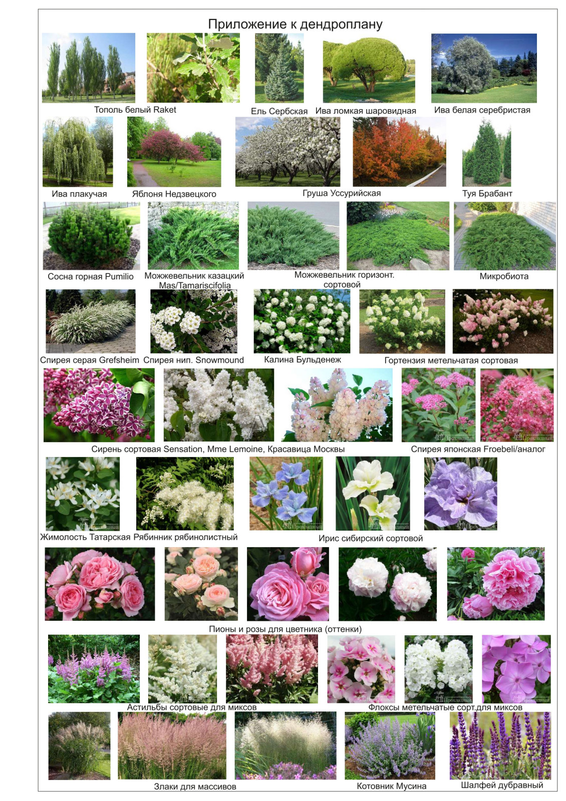 Обложка проекта: Эскизный проект частного землевладения, 40 соток