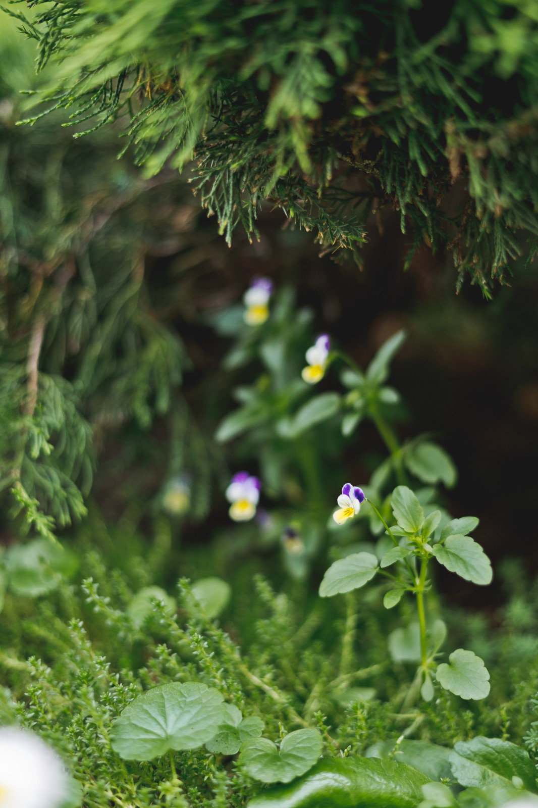 Маленький сад перед таунхаусом