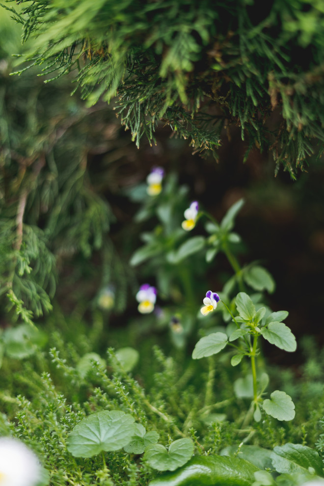 Маленький сад перед таунхаусом