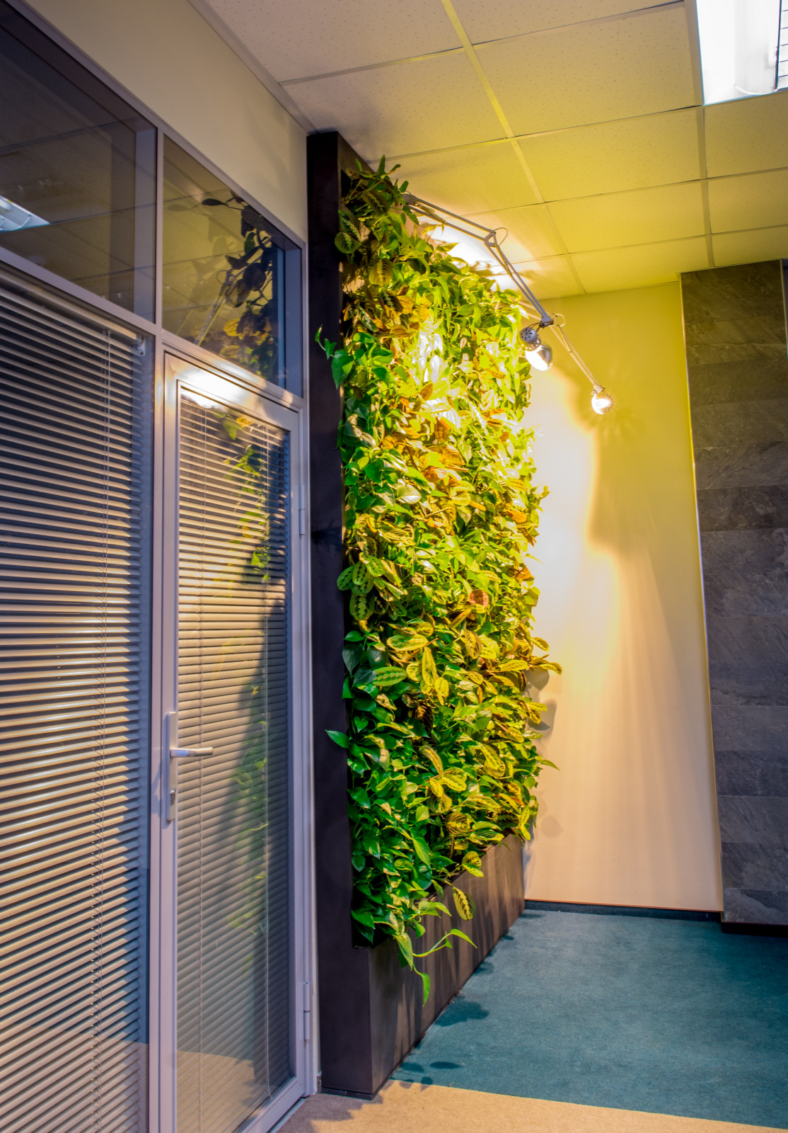 Фитостена в холле