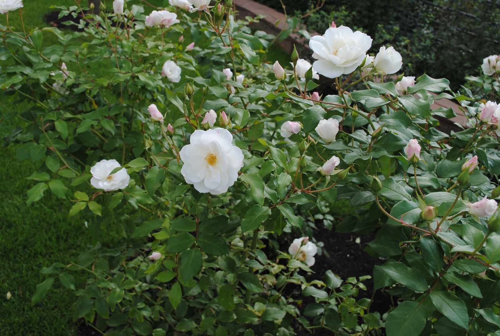 кп Жуковка 21 века