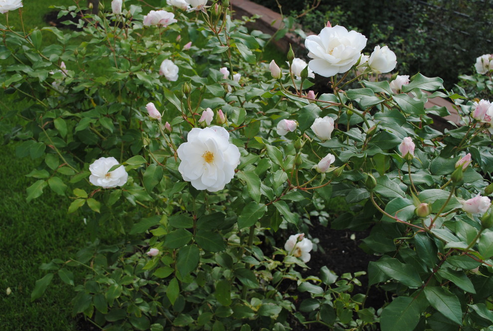 кп Жуковка 21 века