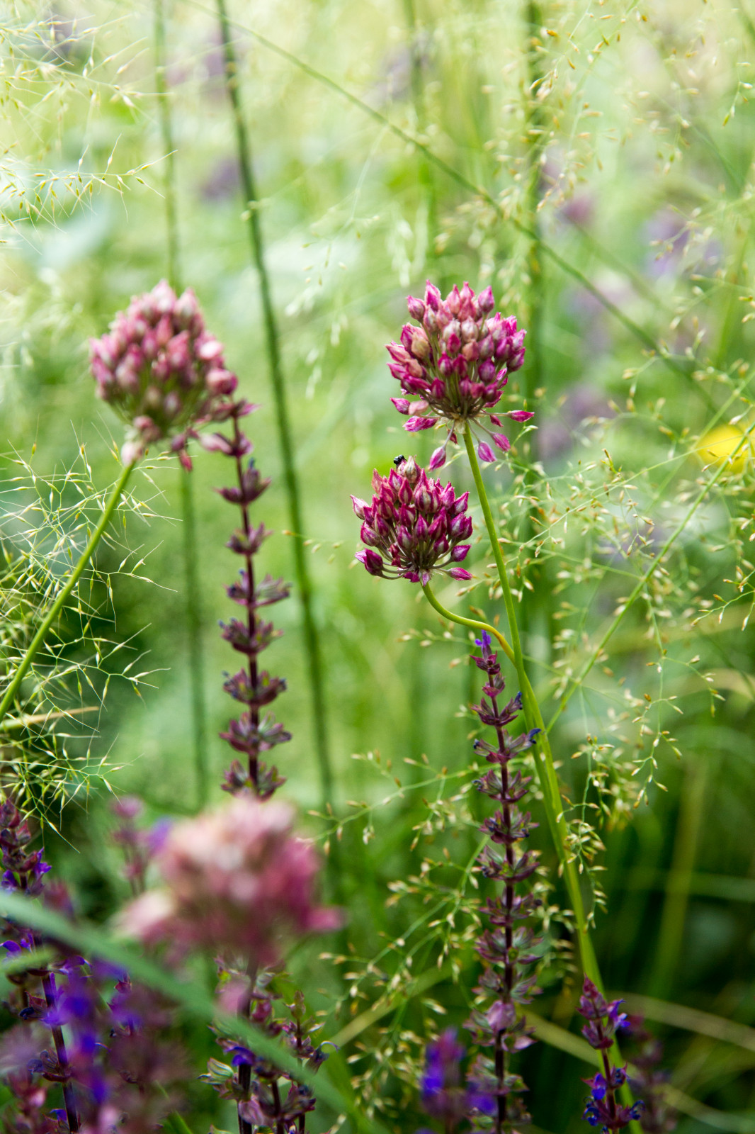 Сад   James Alexander-Sinclair  на Moscow Flower Show 2018  (вне  конкрса)