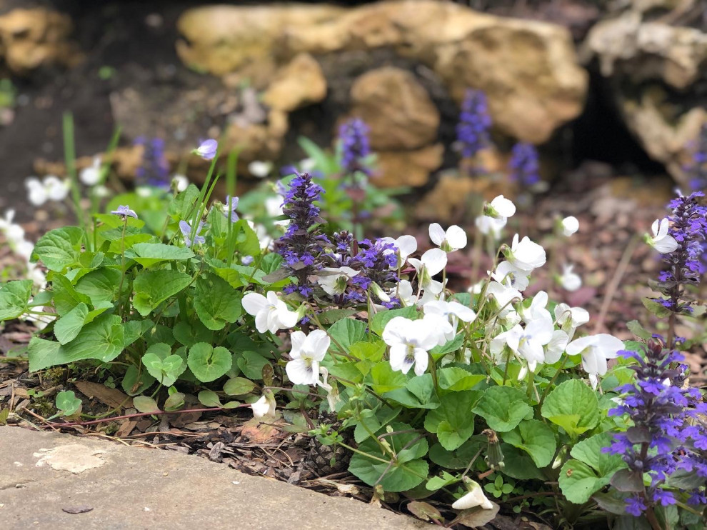 Фиалка мотыльковая + Живучка ползучая