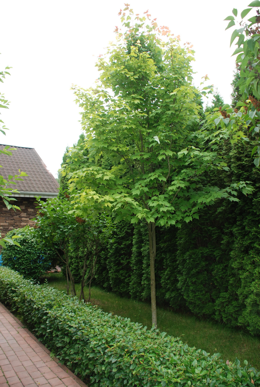 Небольшой сад на Рублевском шоссе