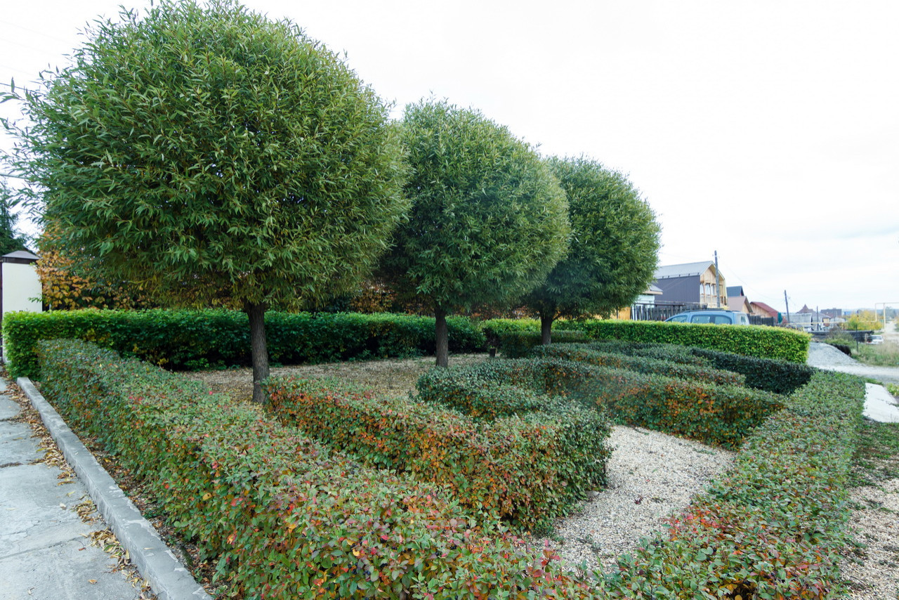 Искусство стрижки и формовки на наших объектах