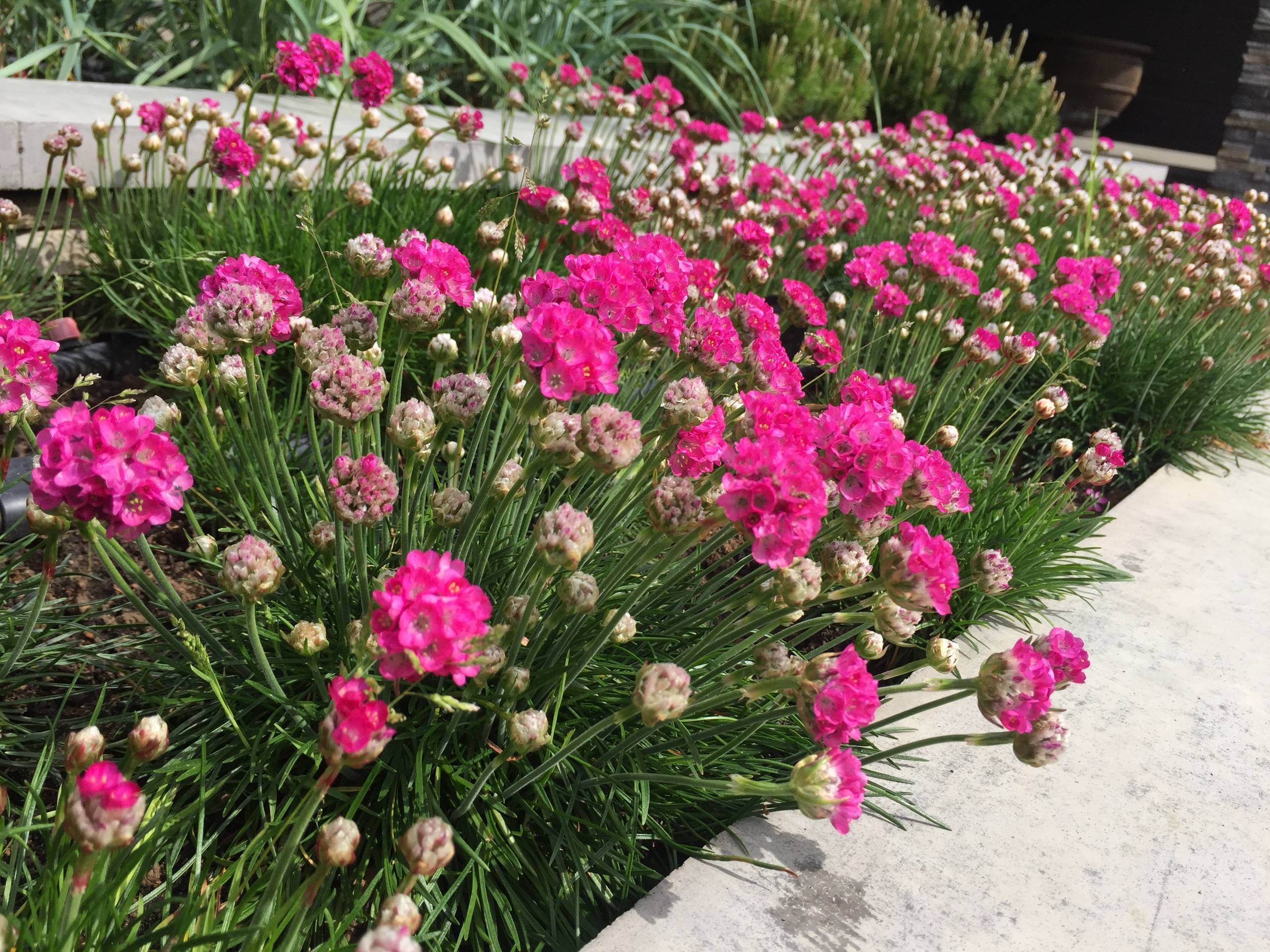 Работа над ошибками: Что пошло не так на клумбе