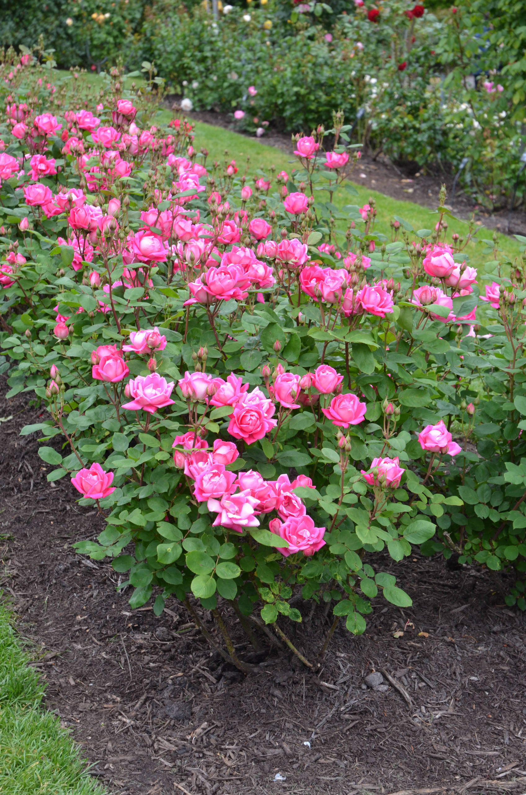 Работа над ошибками: Что пошло не так с розами