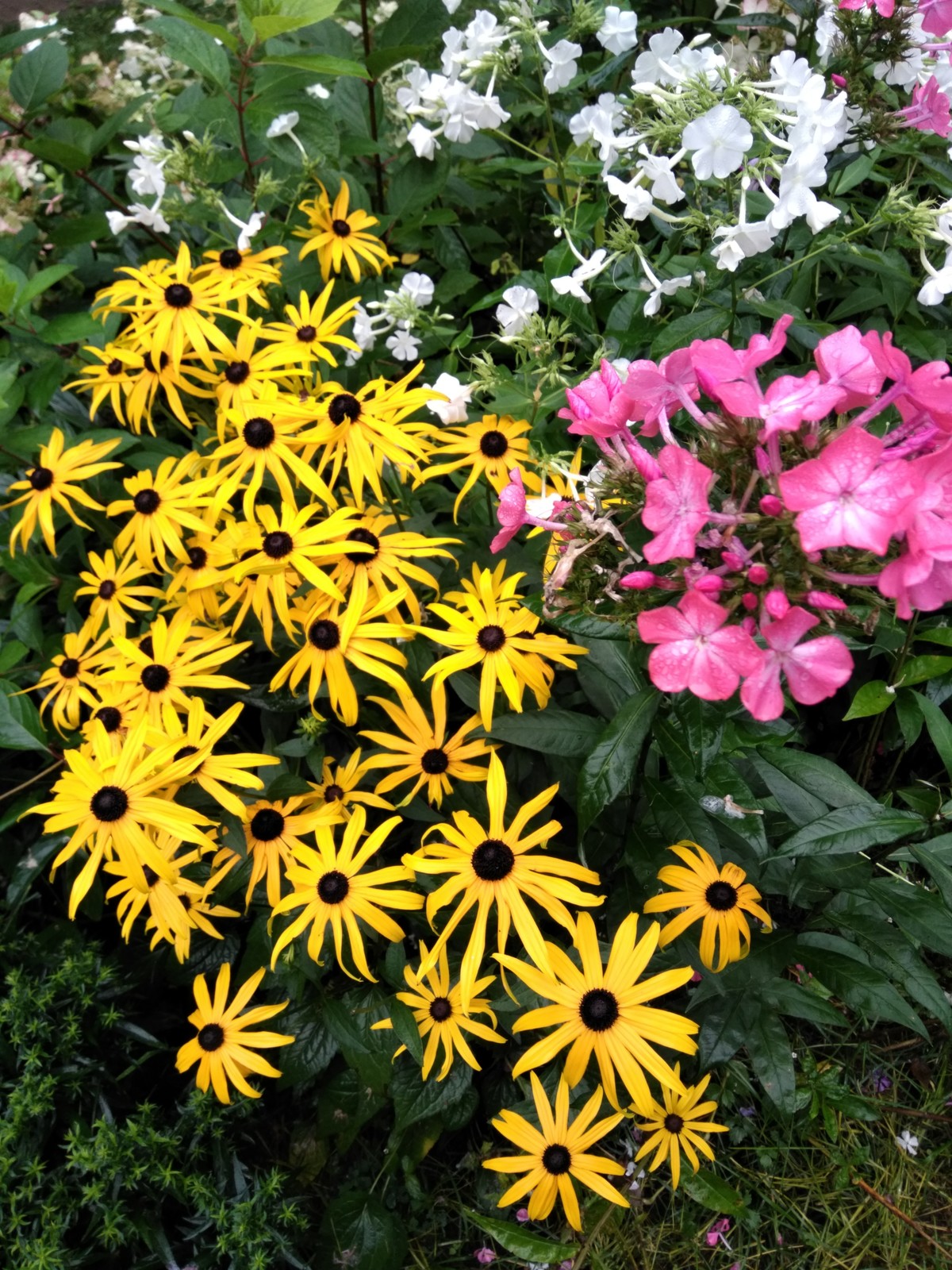 Как правильно: Сделать цветник из многолетников на скорую руку