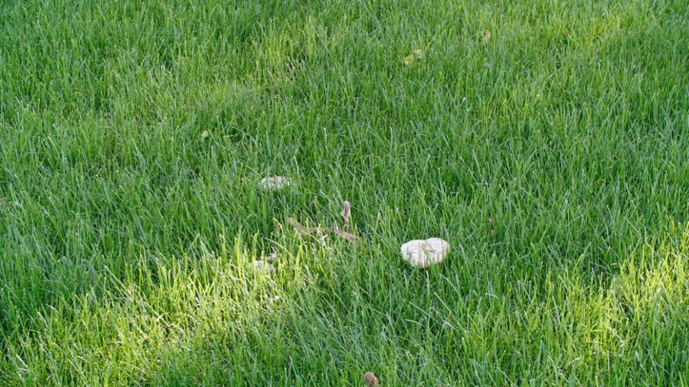 Парк Лога (Ростовская область)