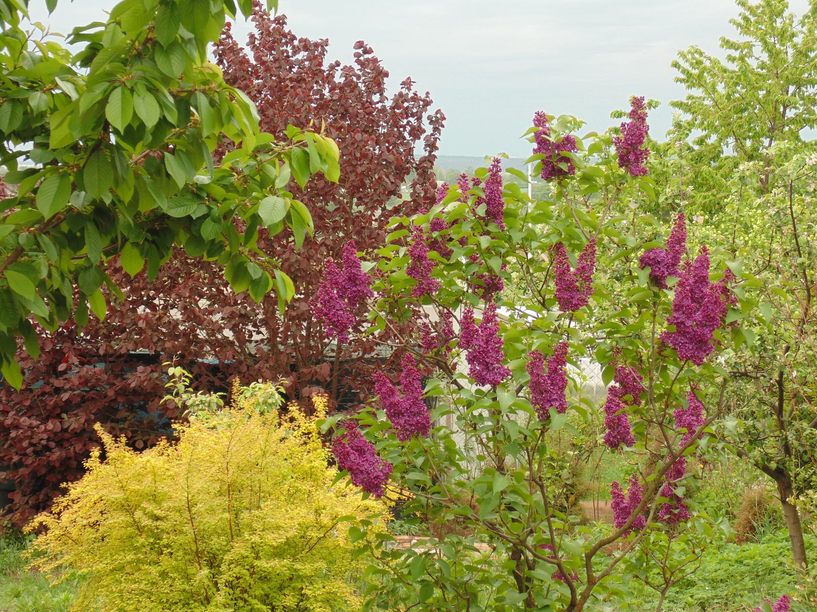 Наш собственный сад