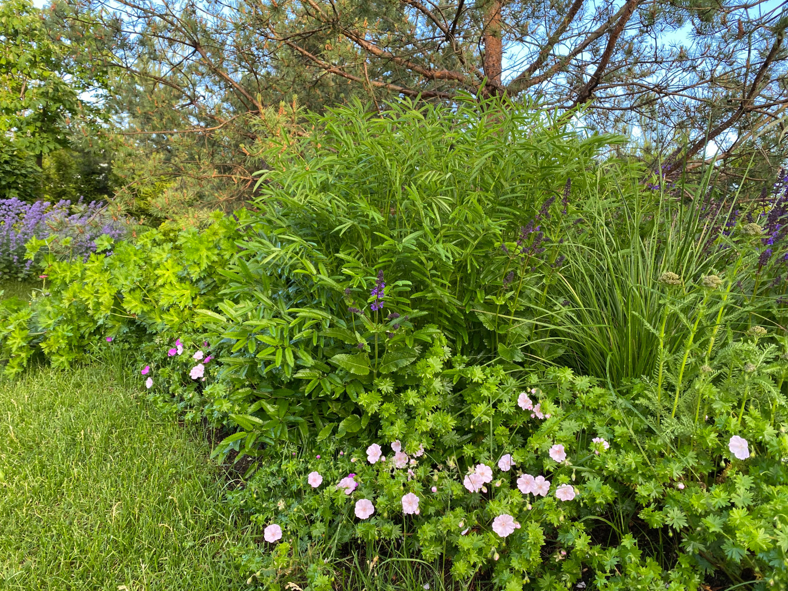 КП Пестово "Evergreen'