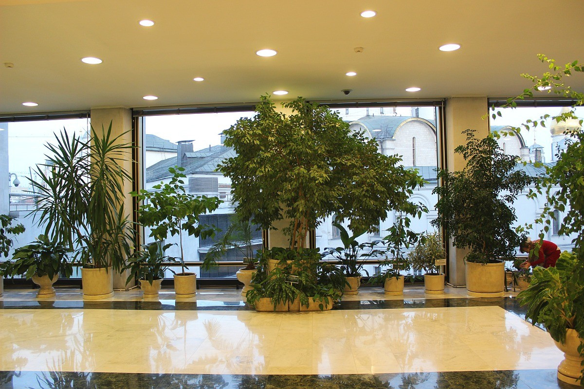 Обложка проекта: Зимний сад в "Государственном Кремлевском дворце"