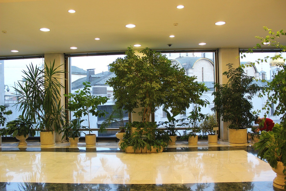 Обложка проекта: Зимний сад в "Государственном Кремлевском дворце"