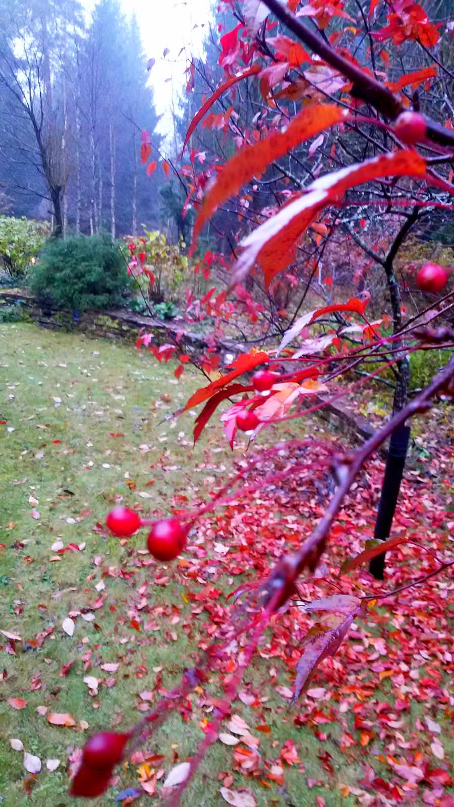 центральный газон