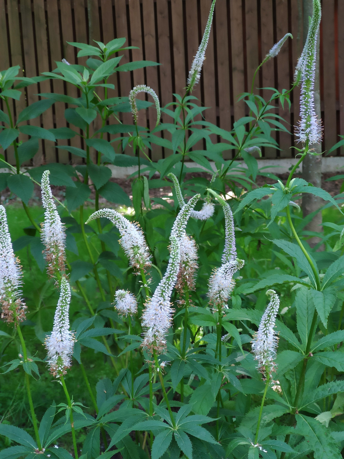 Проект "Форест"