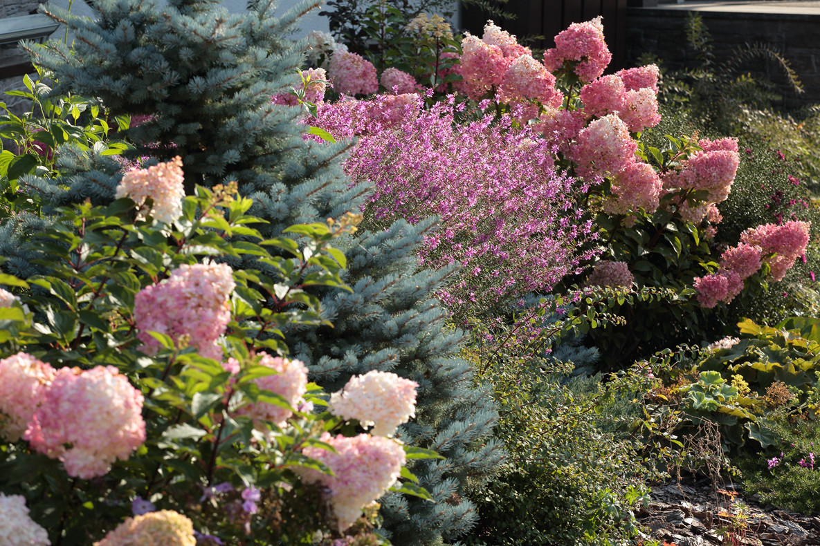 Хвойный миксбордер