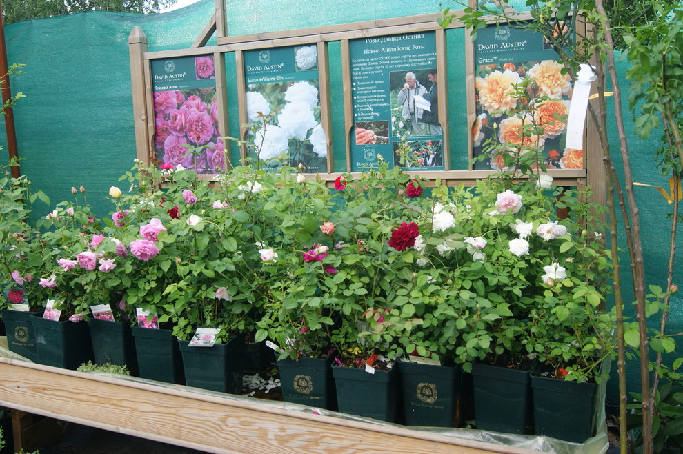 Как правильно: Выбрать саженцы роз для посадки