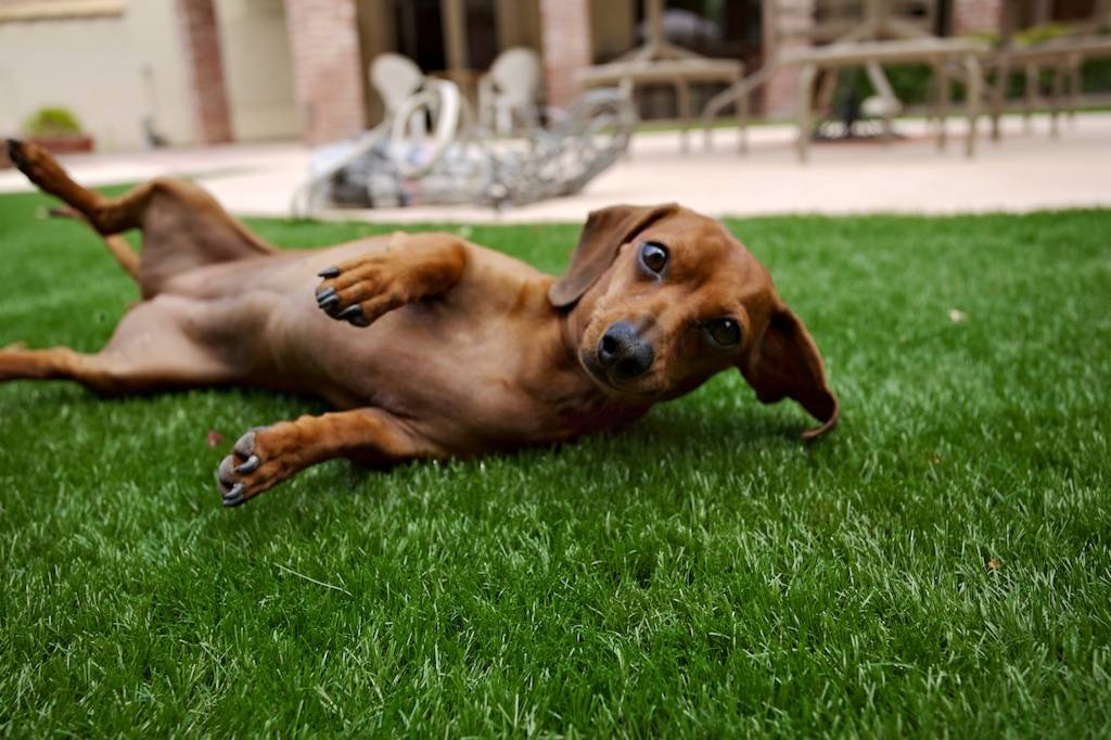 Игры на траве: Что нужно знать про оформление газонов