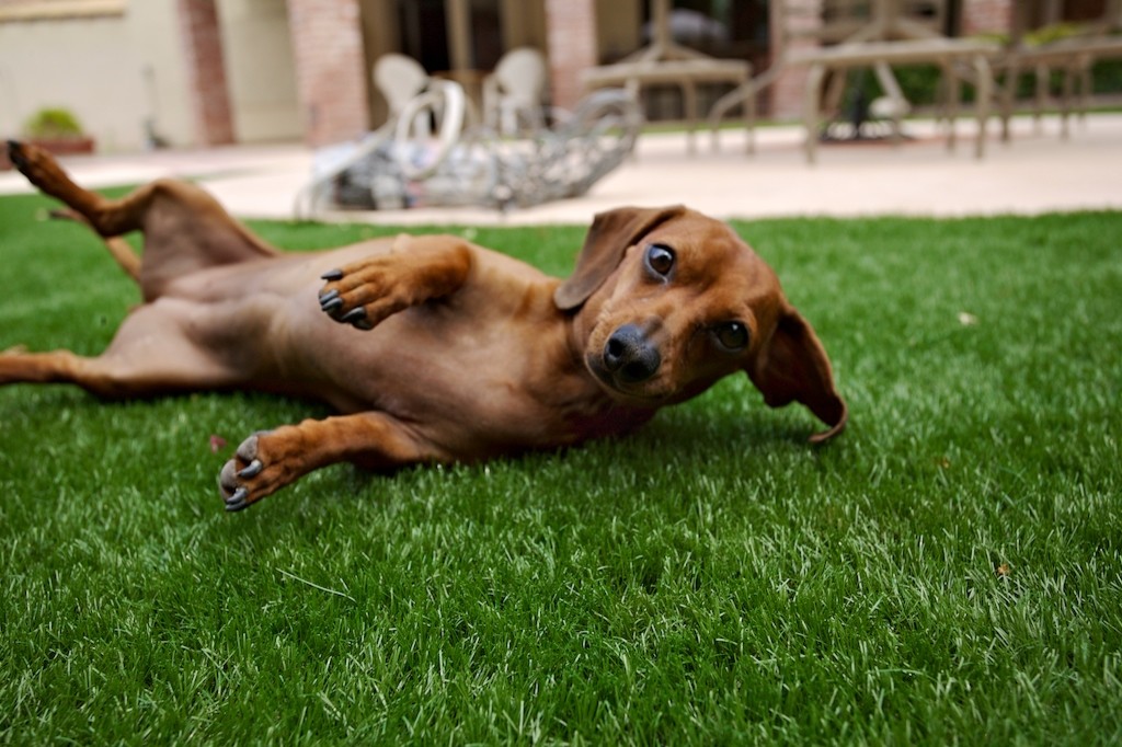 Игры на траве: Что нужно знать про оформление газонов