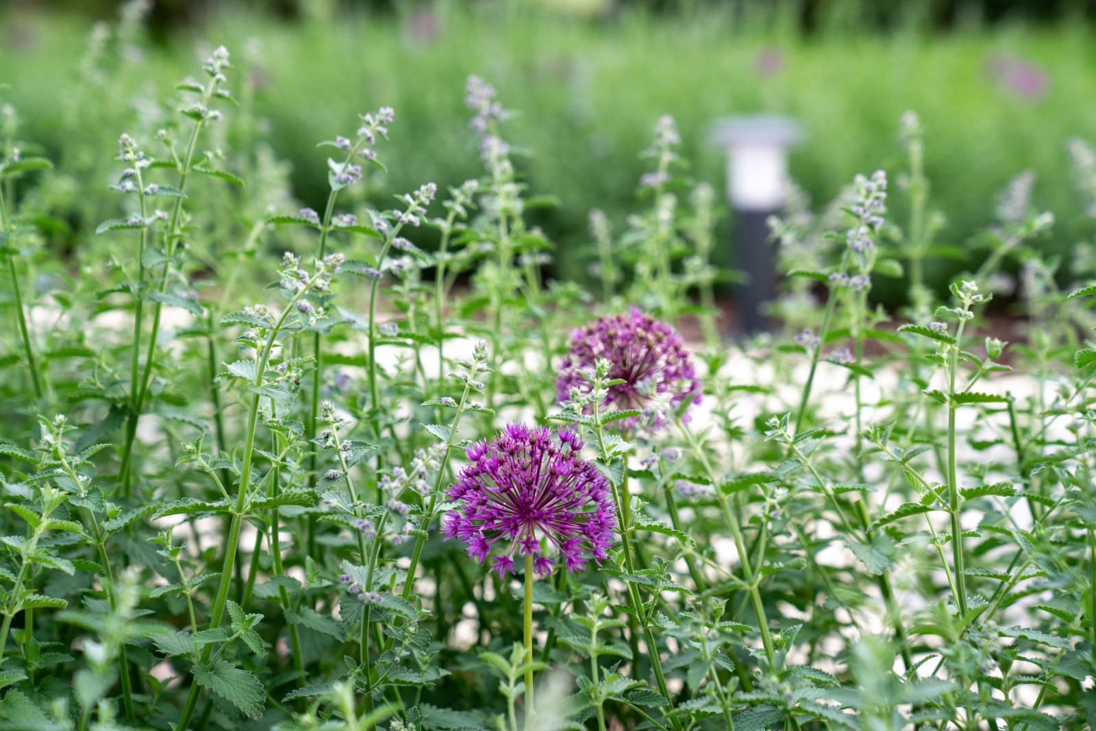 Английская неоклассика в Парквилл. 2019 г.