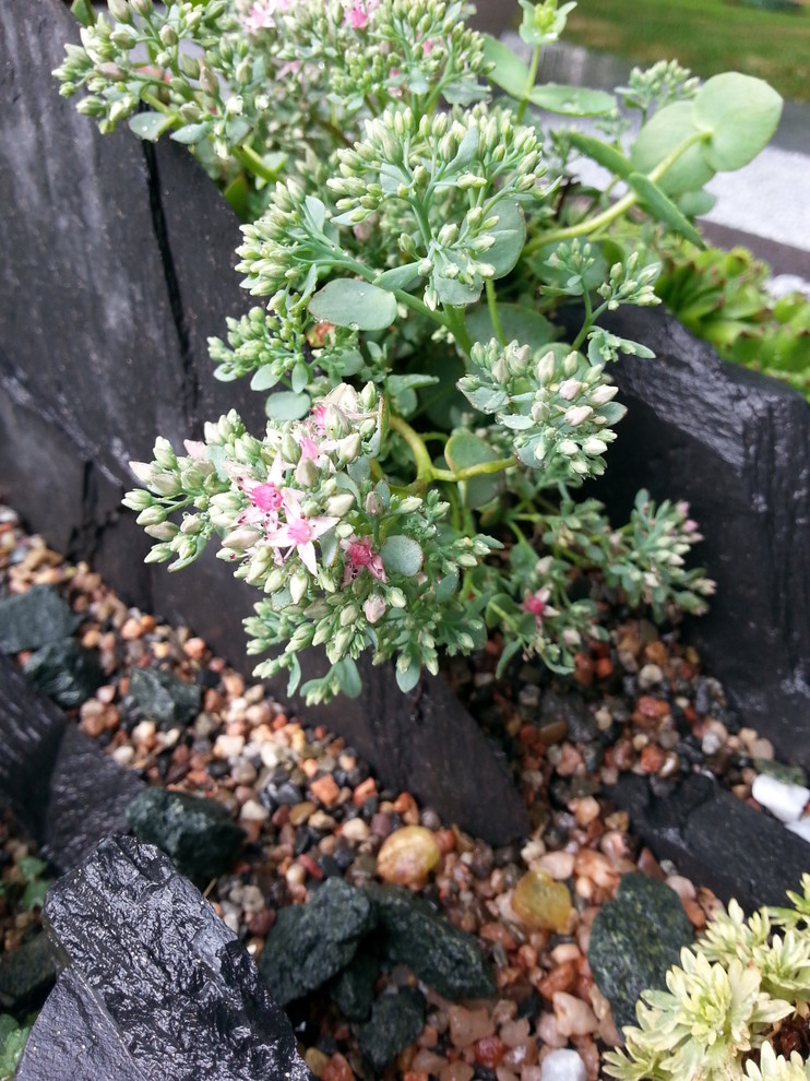 Альпинарии