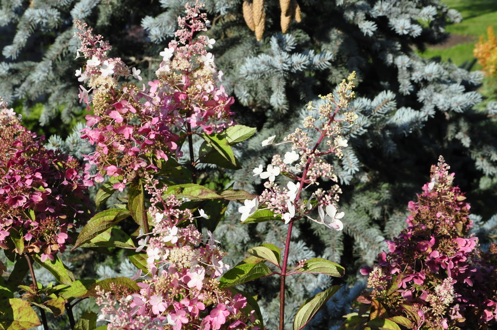 кп "Бенелюкс" - Уход за садом - 100% качество