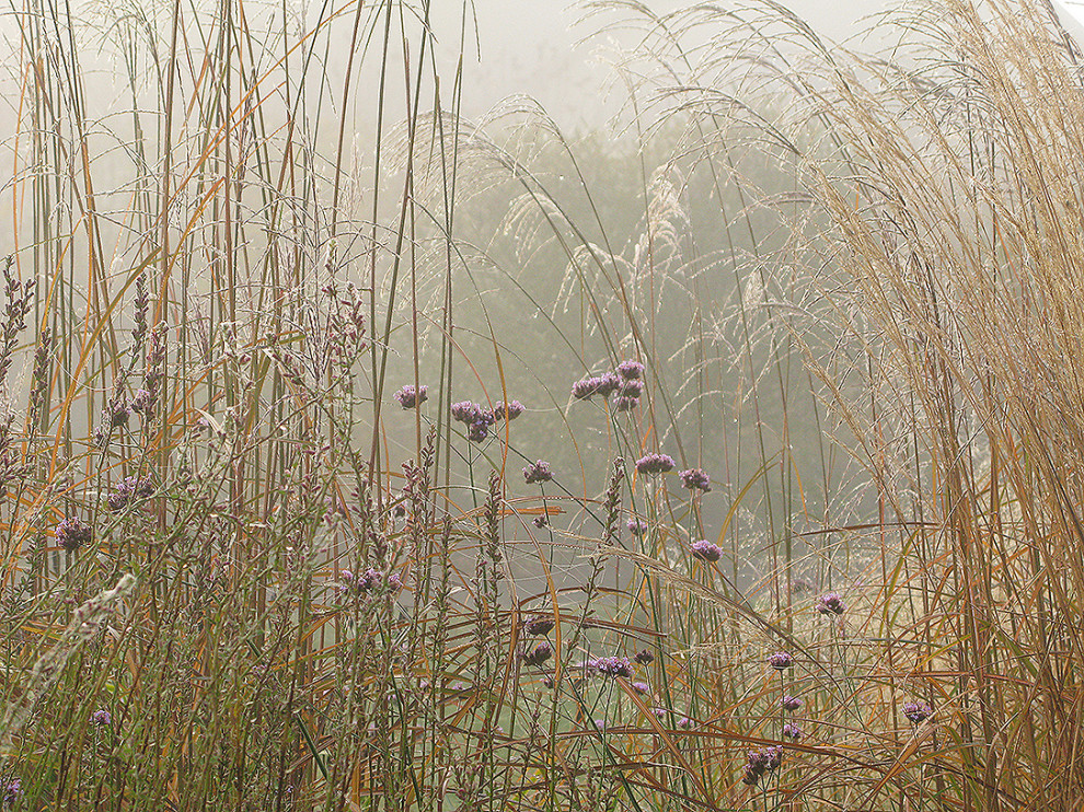 Houzz Белоруссия: Сад в тумане