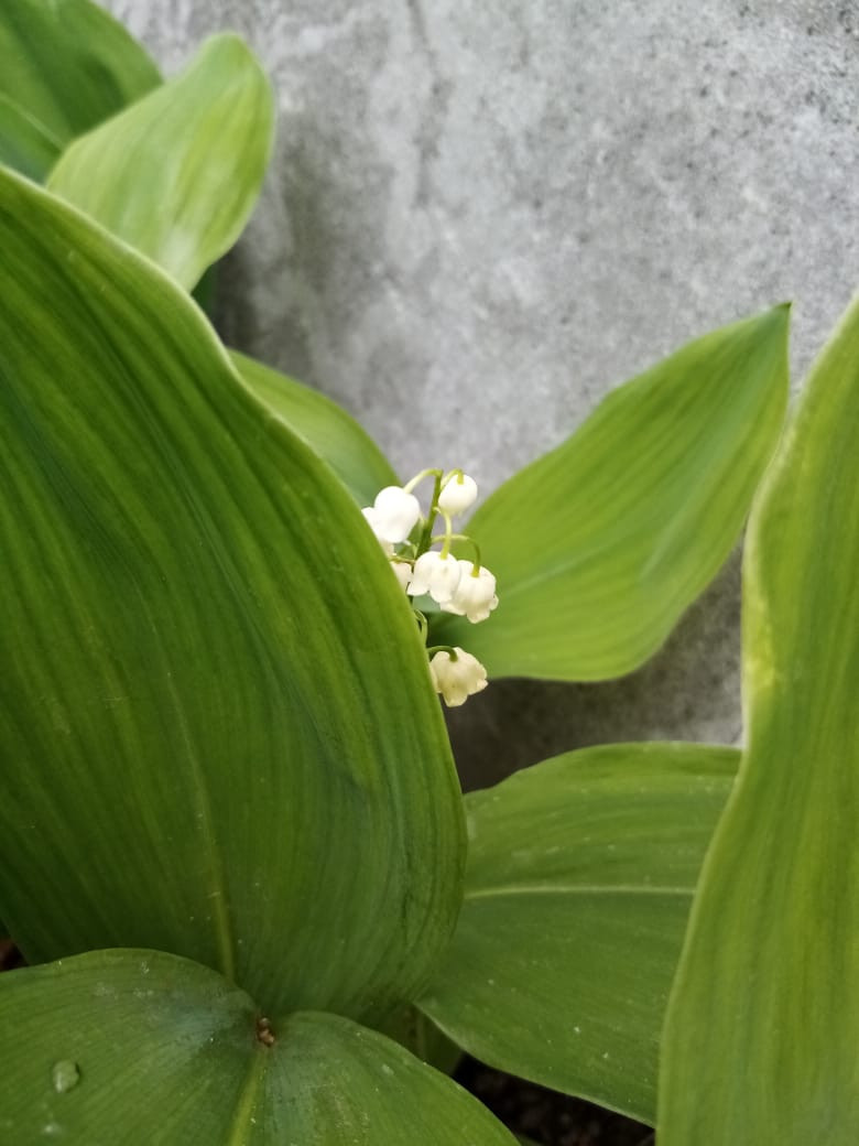 Валерия Христова