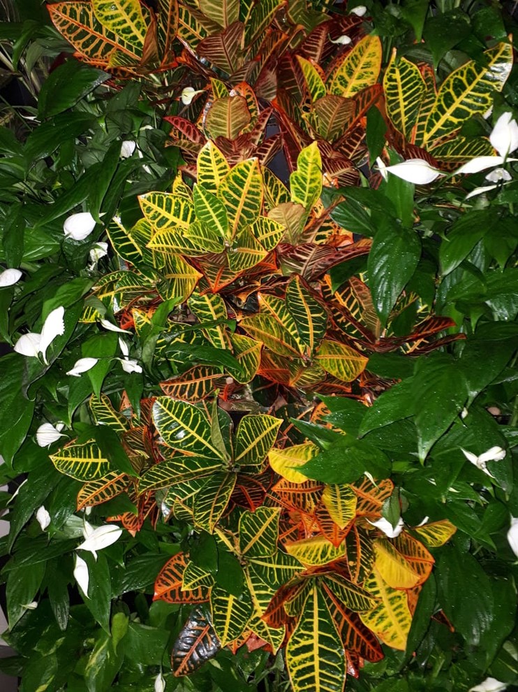 Обложка проекта: Вертикальное озеленение Авенир