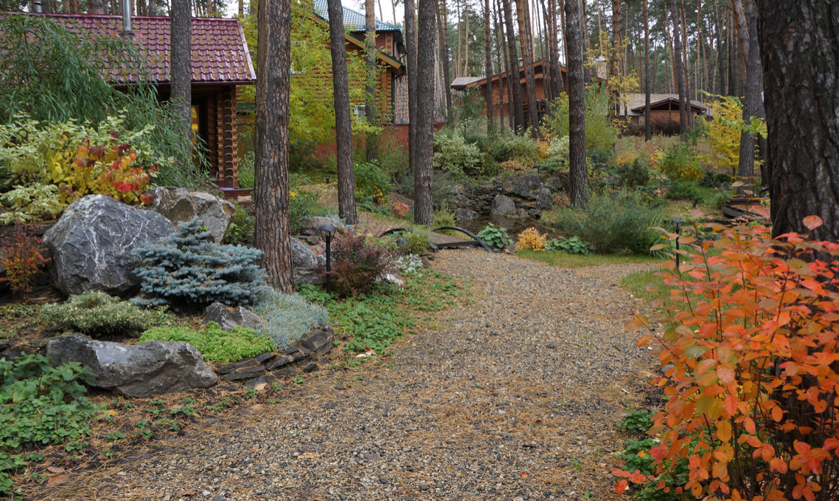 Лесной пейзаж