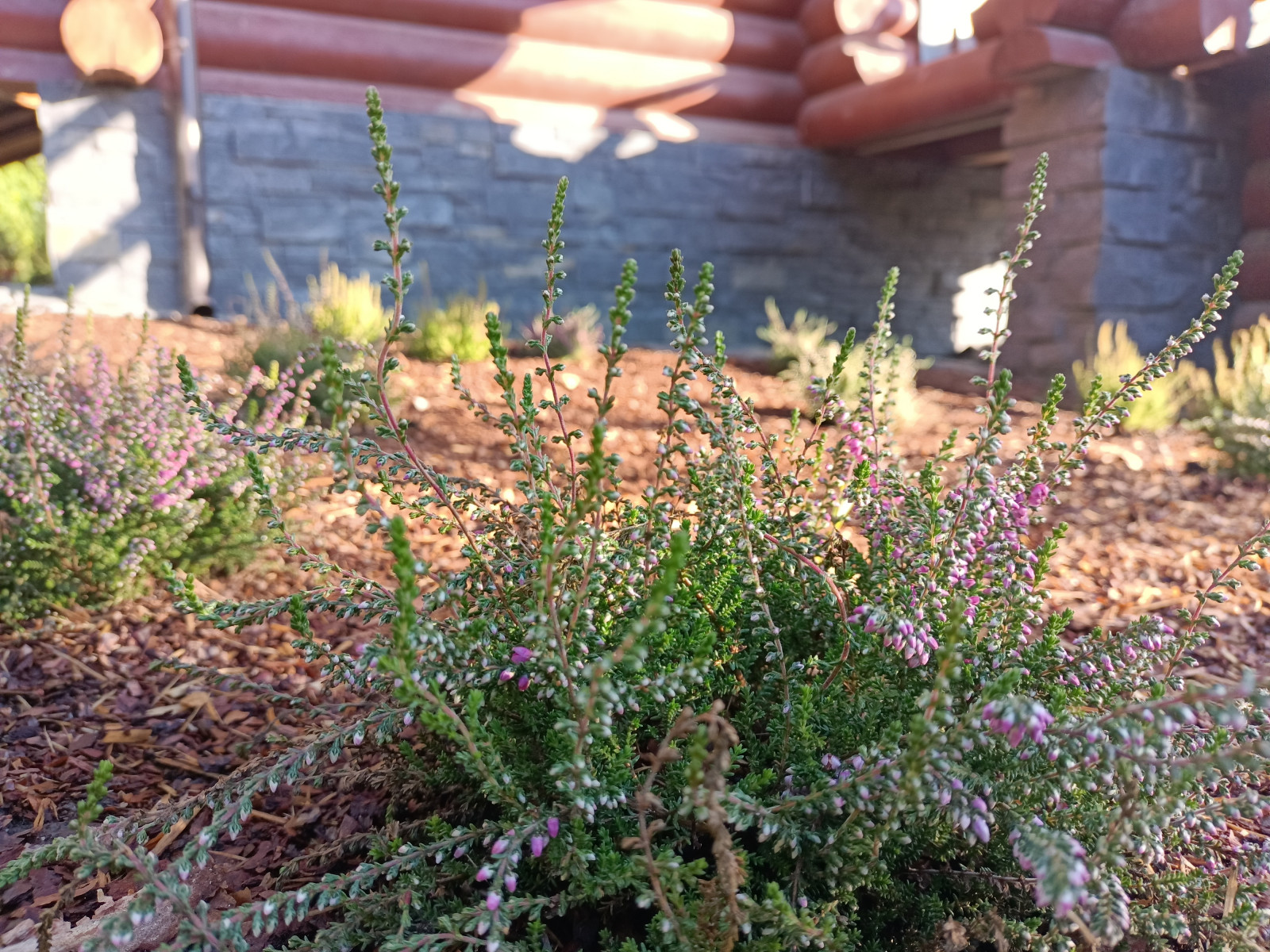 Лесная сказка в Мичуринском