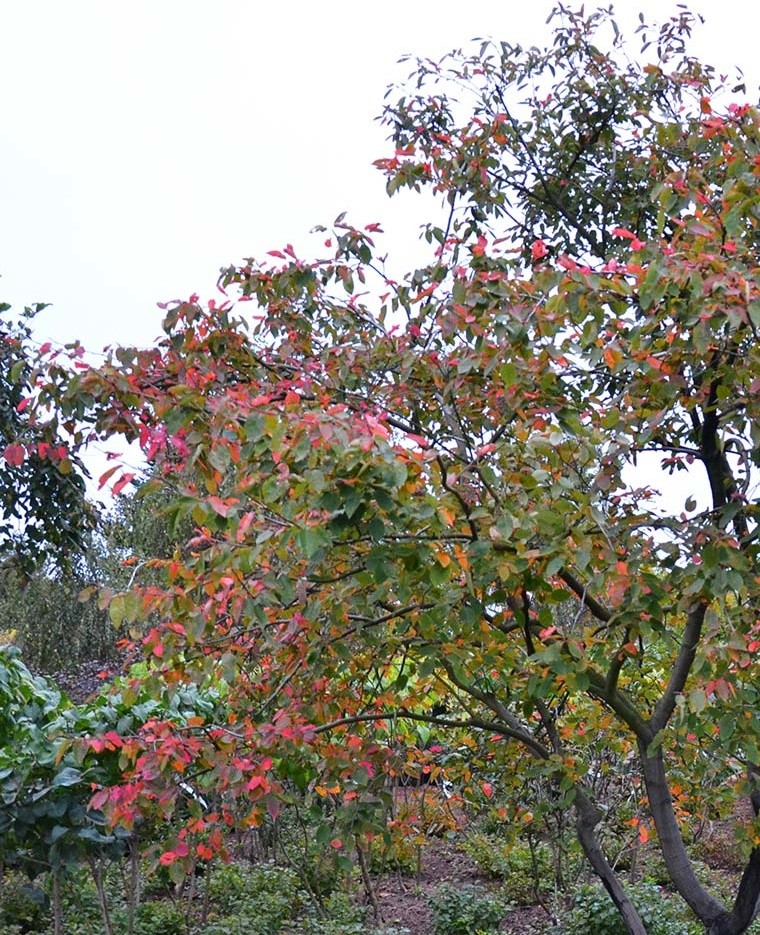 Ландшафтный сад КП "Новоглаголево", Киевское шоссе