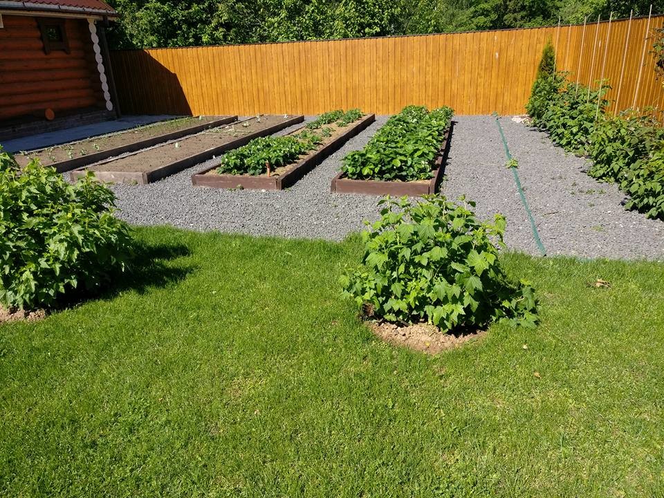 сад, который рисовая я