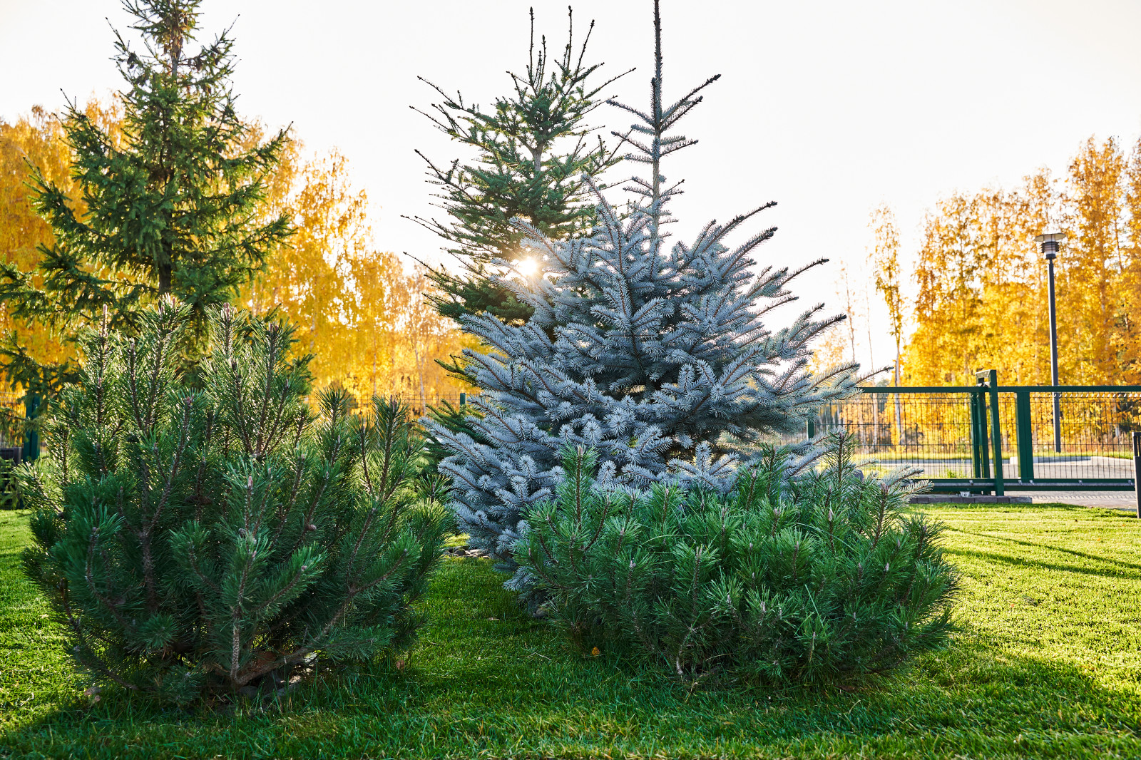 Участок с мужским характером