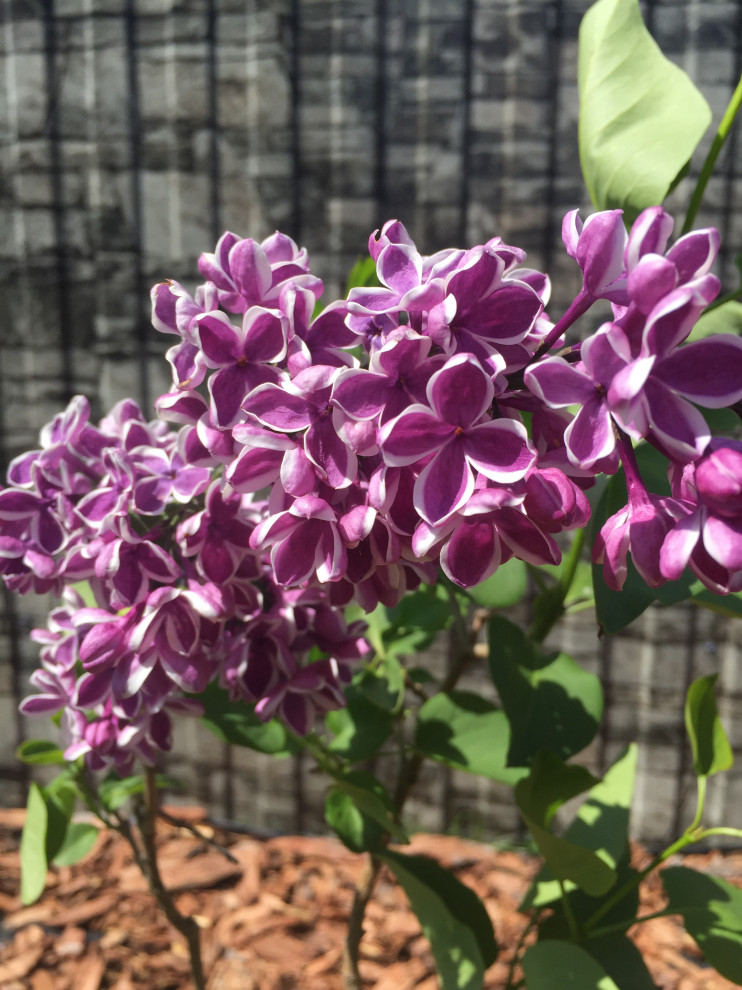 Обложка проекта: Пейзажный сад в п. Кедровый