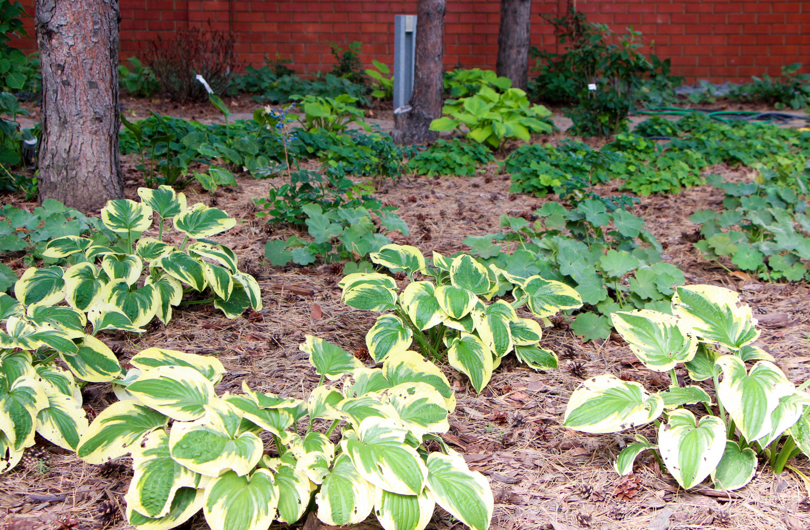 Долгопрудный, 2020 г.