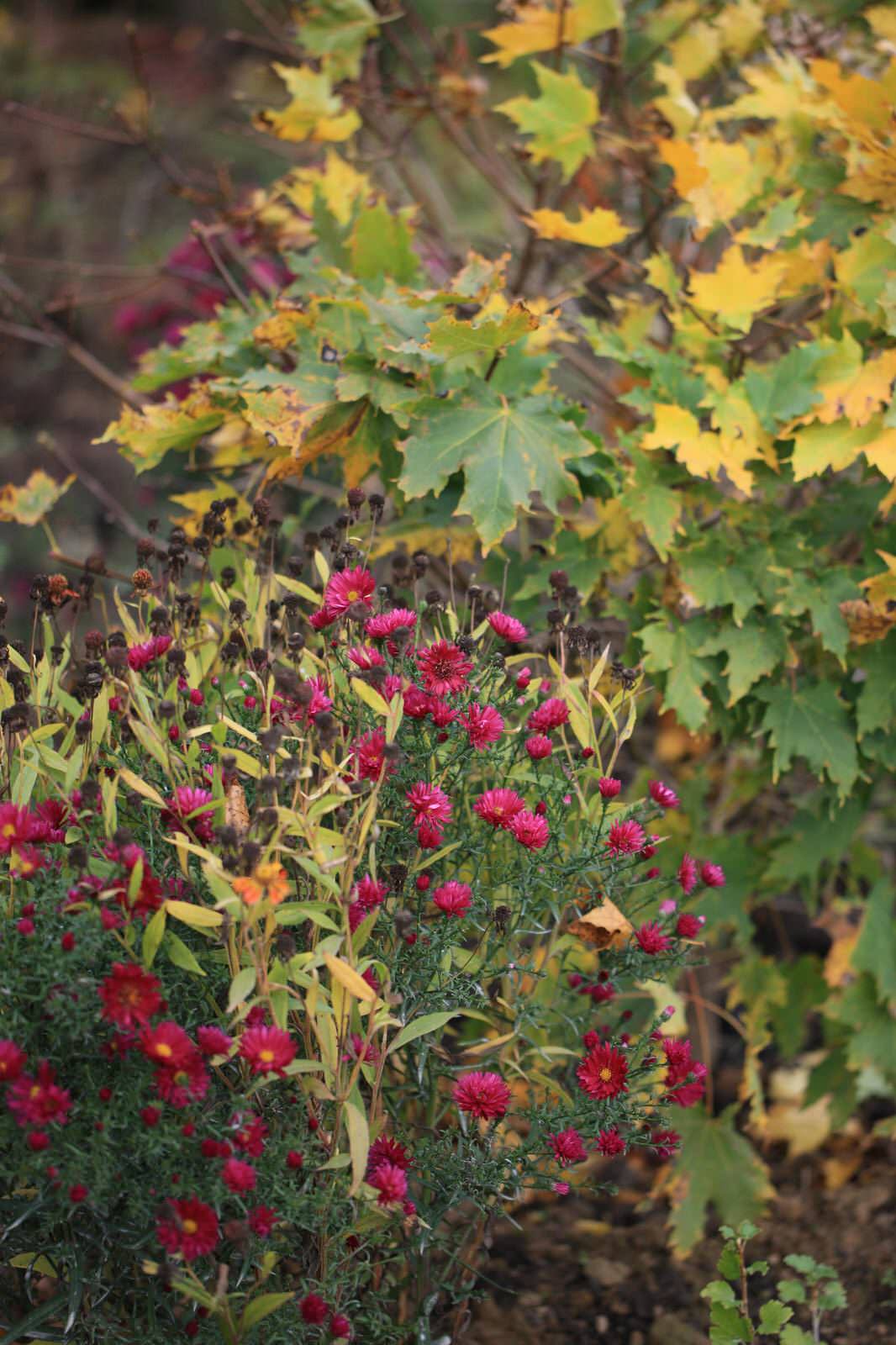 Алексеевка