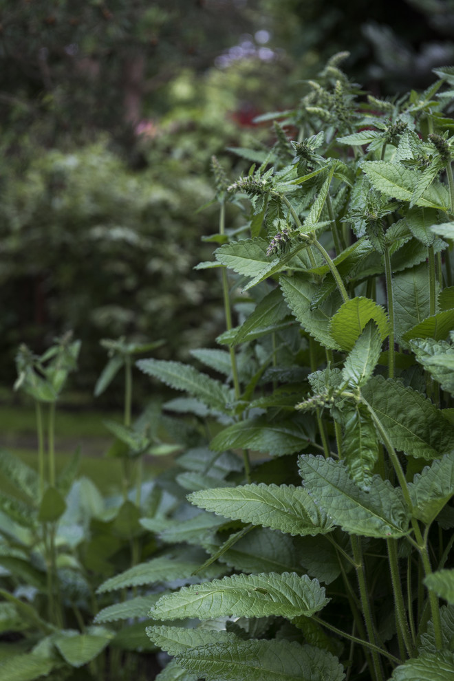 Сад легкого ухода: Луг вместо газона