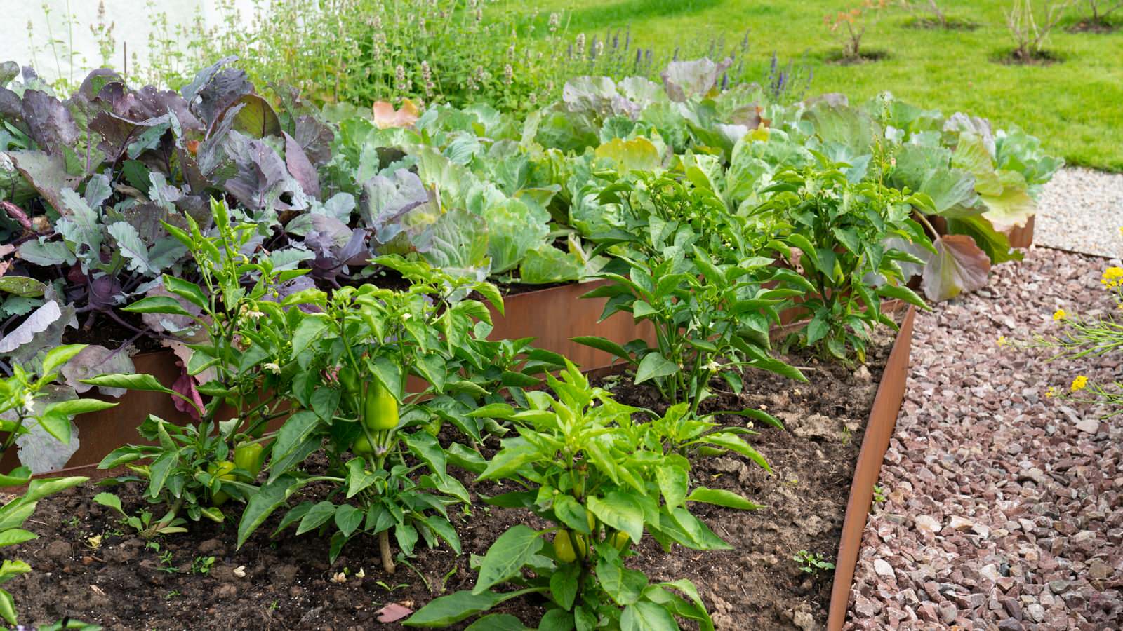 Природный сад. Жуковка XXI век. 2017-2018 гг.