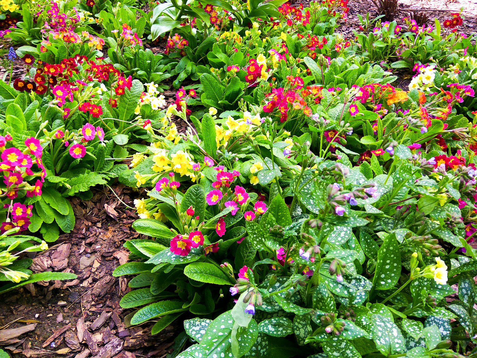 Лобаново, 2012-2021 гг.